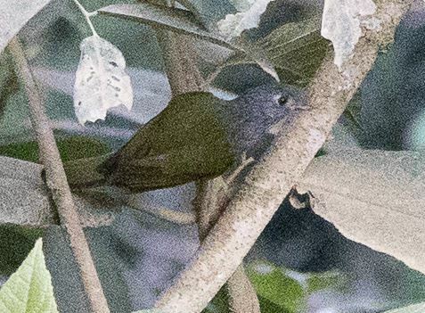 Streak-necked Flycatcher (Mionectes striaticollis), photo 7