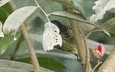Streak-necked Flycatcher (Mionectes striaticollis), photo 8