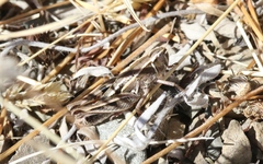 Sigaus australis