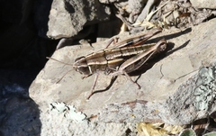 Sigaus australis