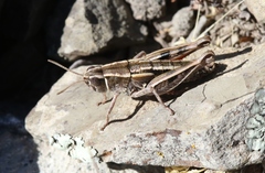 Sigaus australis
