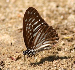 Graphium macareus