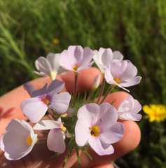 Leptosiphon montanus