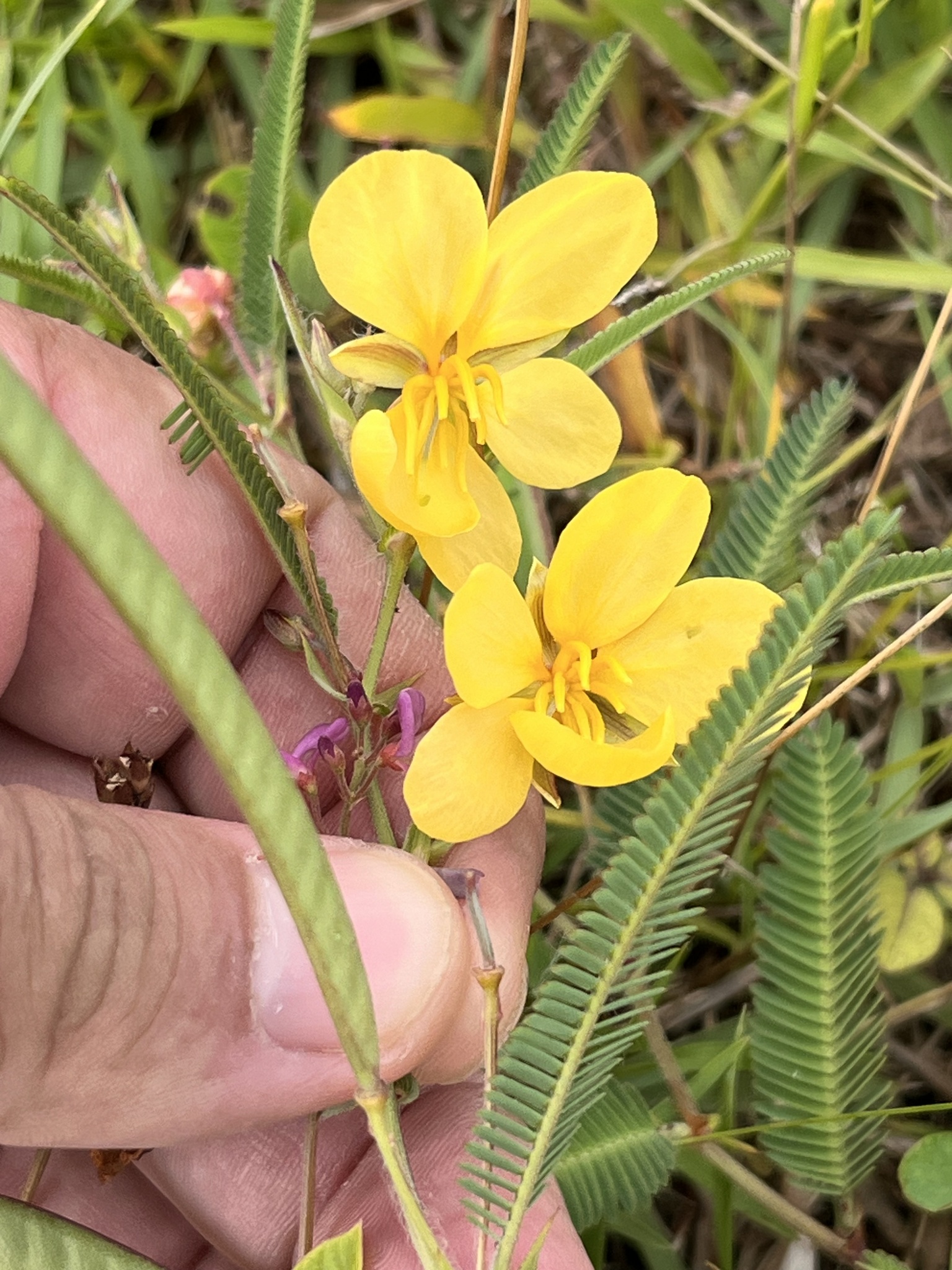 Chamaecrista flexuosa