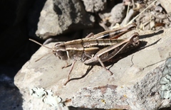 Sigaus australis