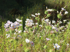 Leptosiphon montanus