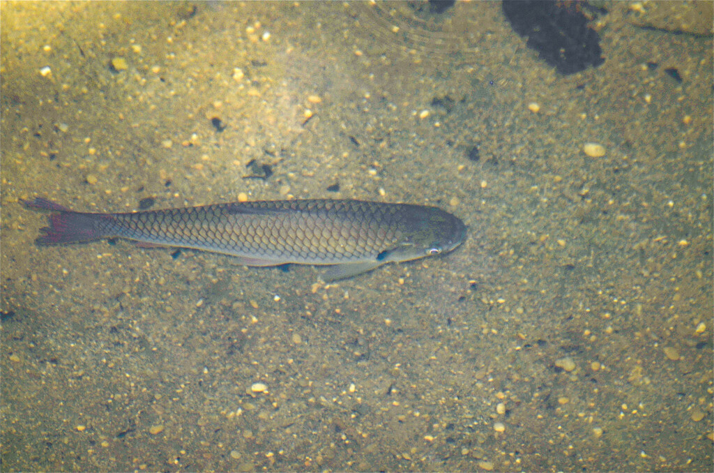 Sayan Barb