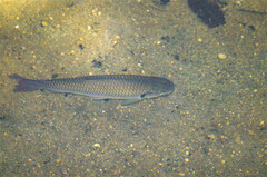 Sayan Barb photo 1
