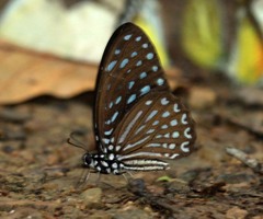 Graphium megarus