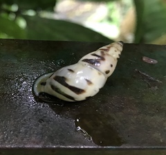 Drymaeus geometricus