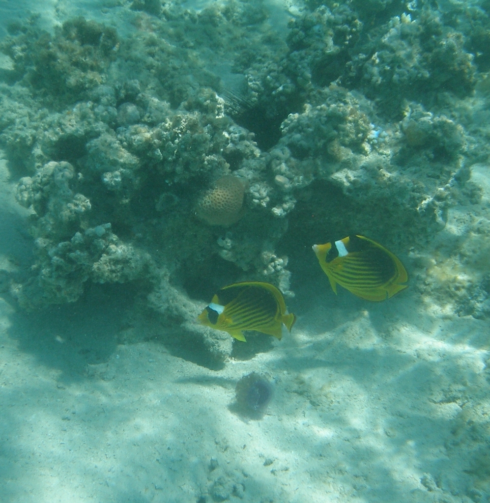 Diagonal butterflyfish