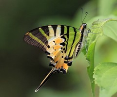 Graphium antiphates itamputi