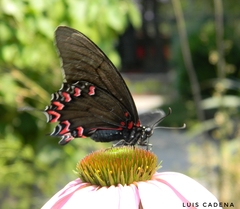 Mimoides thymbraeus aconophos