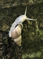 Drymaeus geometricus