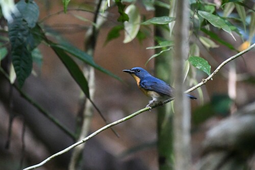 Large Blue Flycatcher (Cyornis magnirostris), photo 2