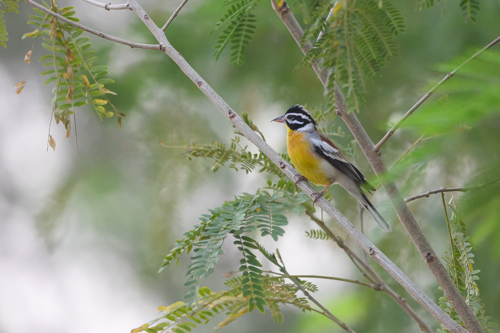 Golden-breasted Bunting