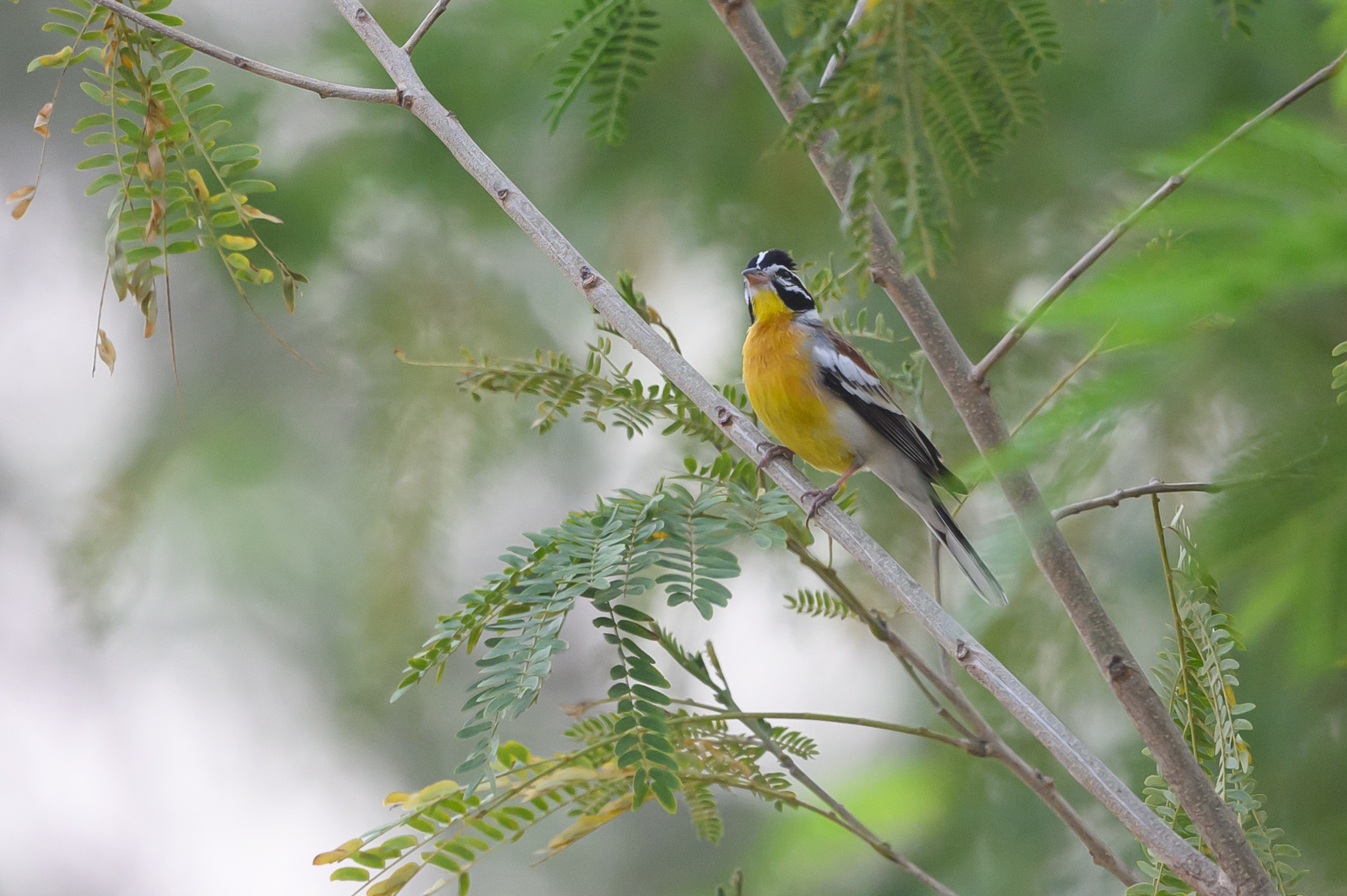 Golden-breasted Bunting