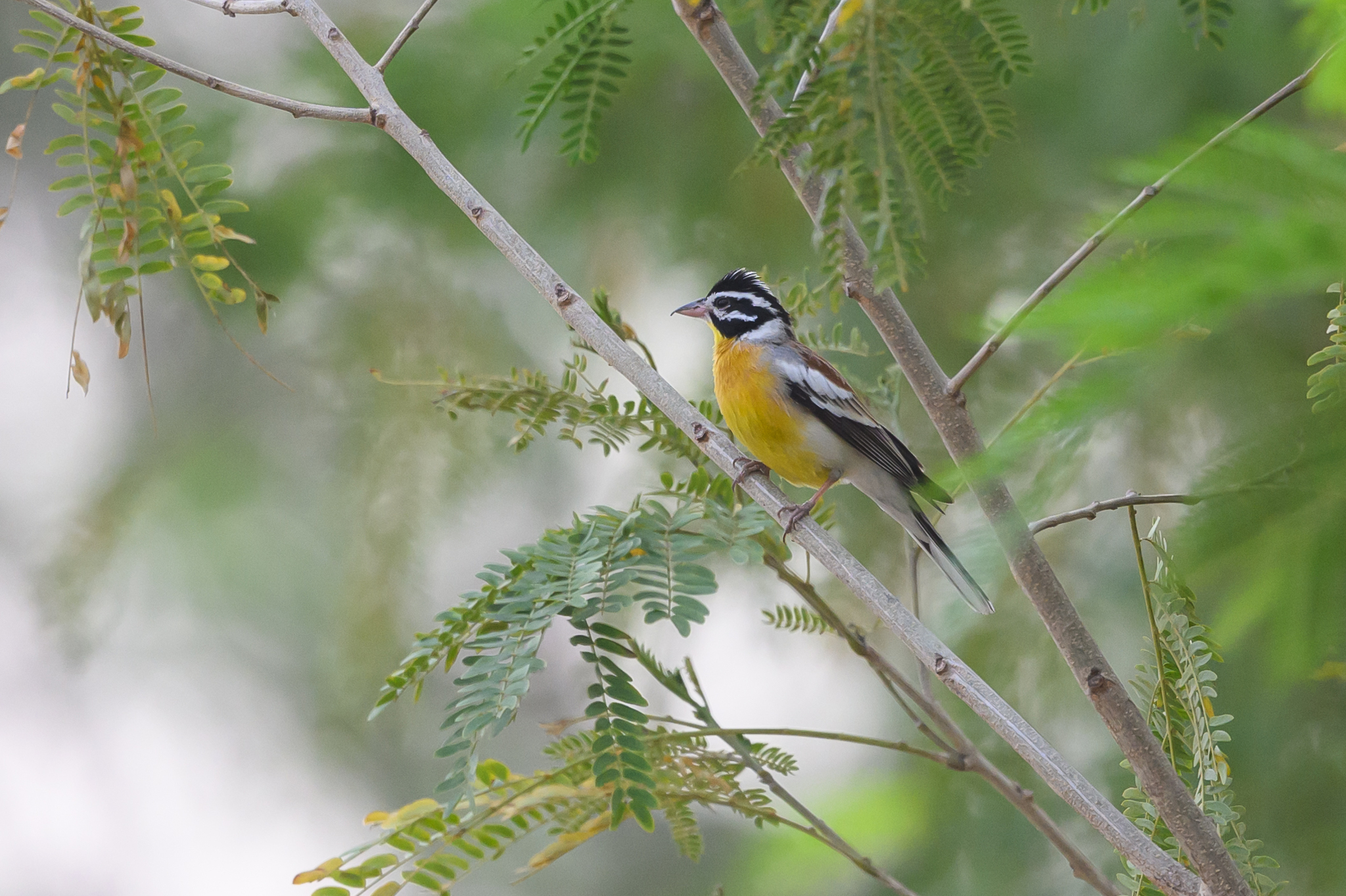 Golden-breasted Bunting