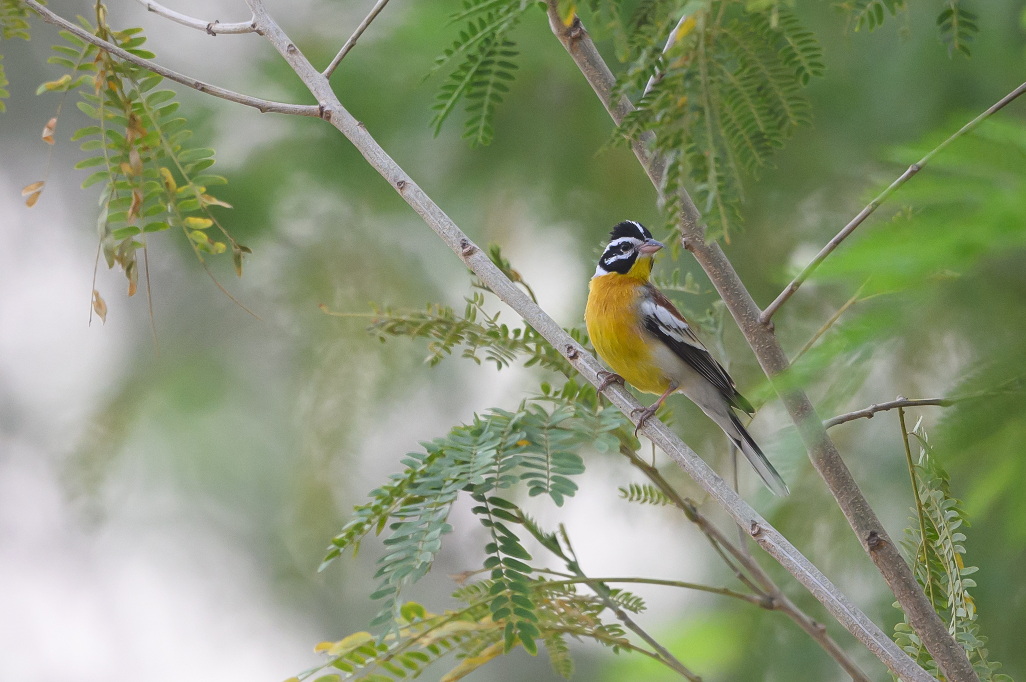 Golden-breasted Bunting