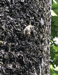 Drymaeus geometricus