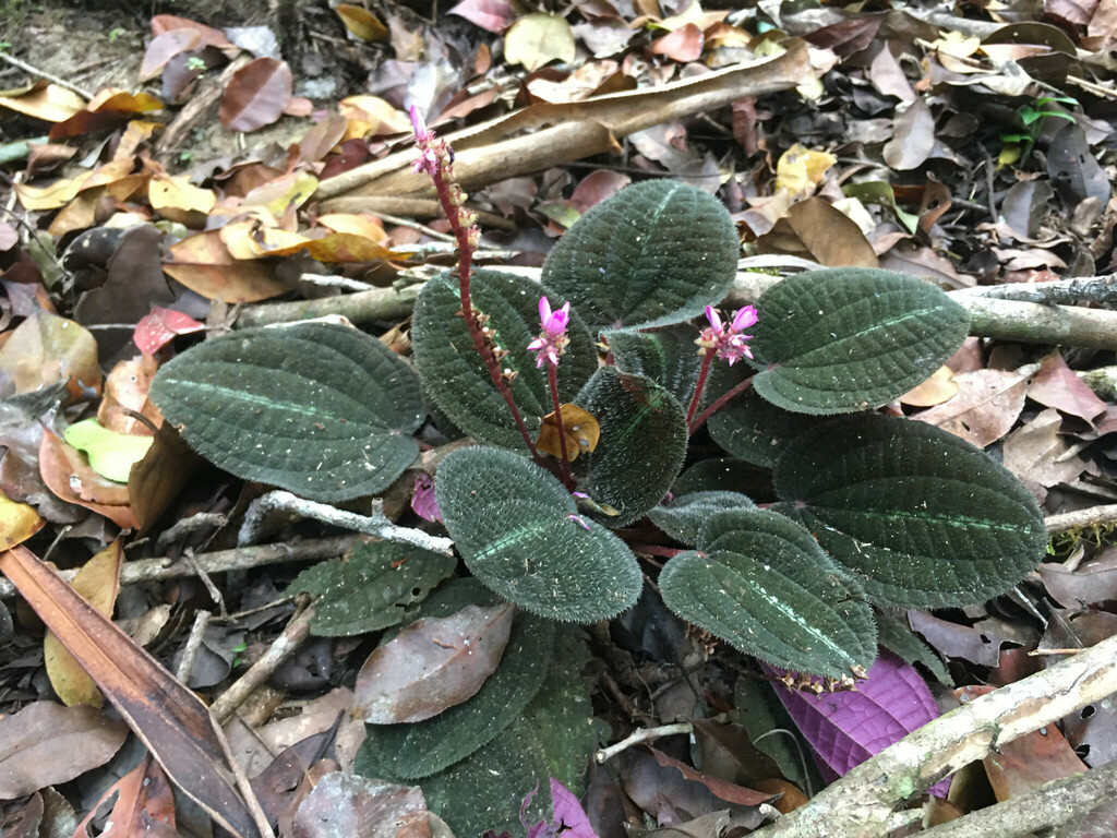 Bertolonia marmorata