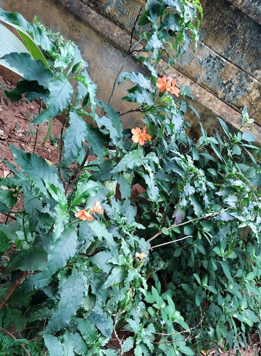 Crossandra infundibuliformis