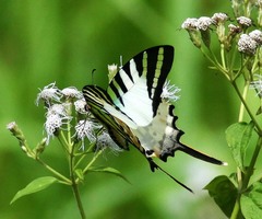Graphium antiphates itamputi