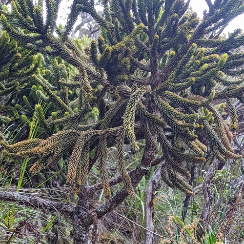 Dacrydium gibbsiae (Dacrydium gibbsiae)