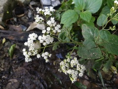 Ageratina pichinchensis