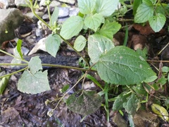 Ageratina pichinchensis