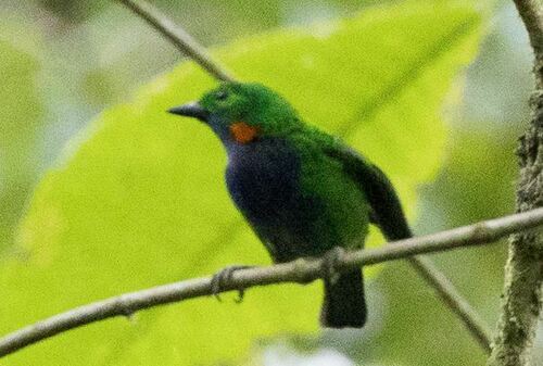 Orange-eared Tanager (Chlorochrysa calliparaea), photo 7