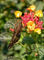 Lon melane vitellina