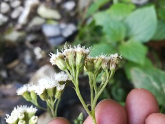 Ageratina pichinchensis