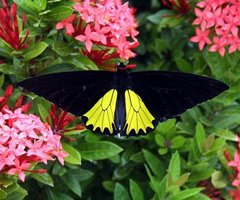 Troides helena cerberus