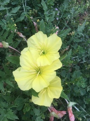 Oenothera triloba