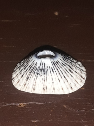 Fissurella gemmata