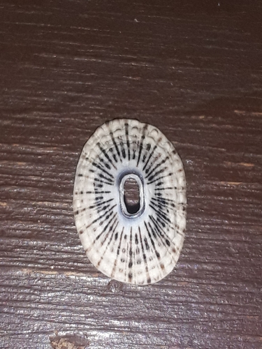 Fissurella gemmata