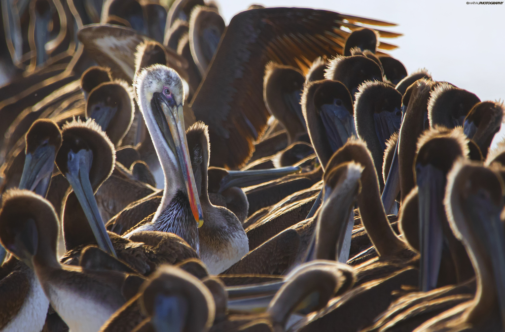 Crowd of brown pelicans packed together on a coastal roost, one adult with a pale head and coloured bill facing the camera