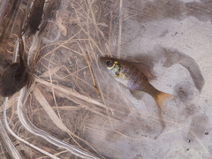 Lepomis macrochirus macrochirus