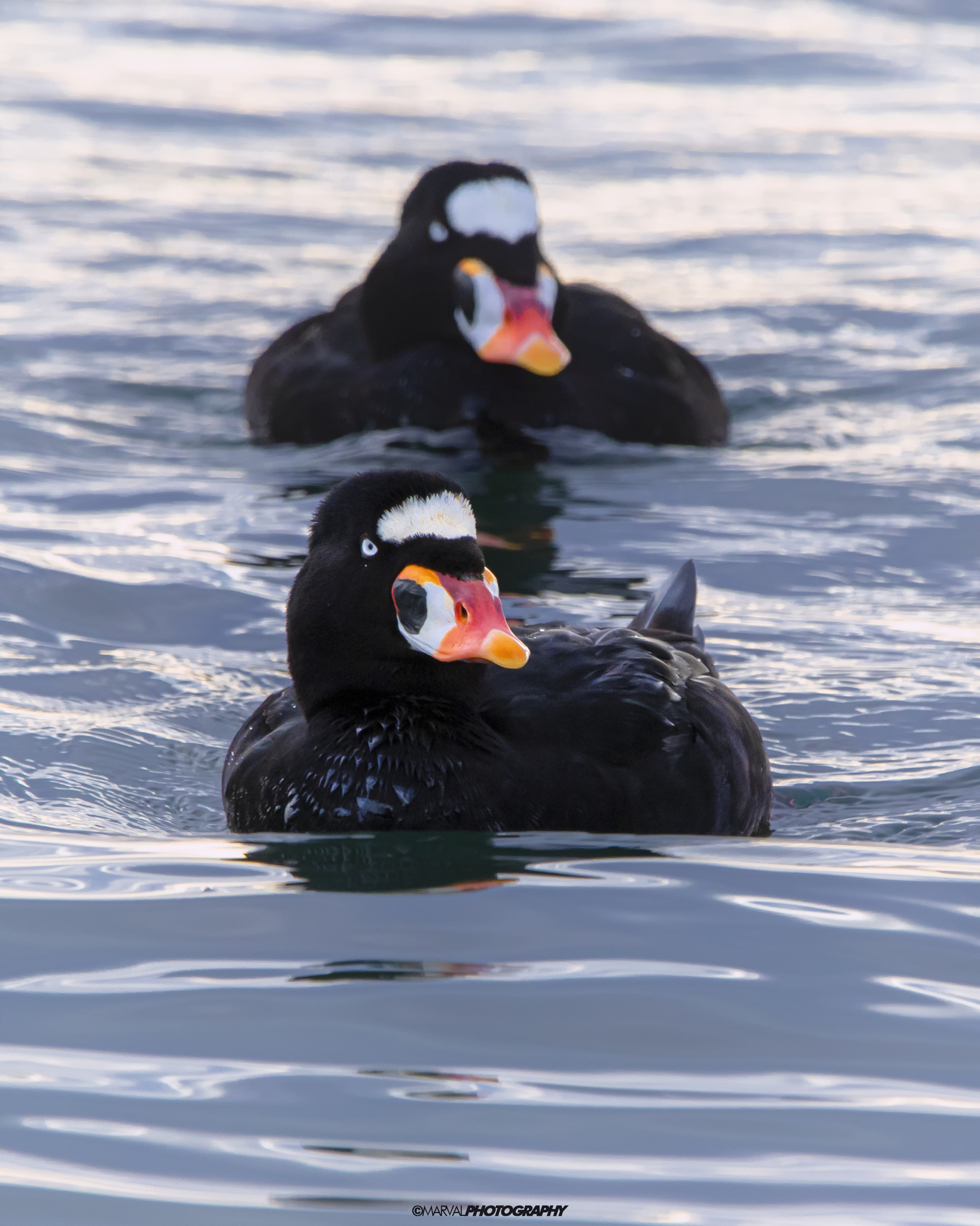 Surf Scoter (Melanitta perspicillata)