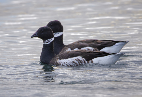 Rotgans (Branta bernicla)