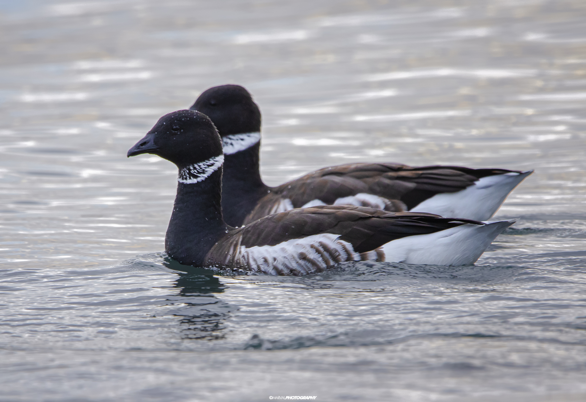 Brent Goose (Branta bernicla)