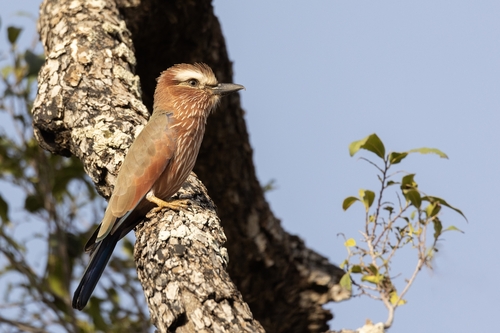 Purple Roller