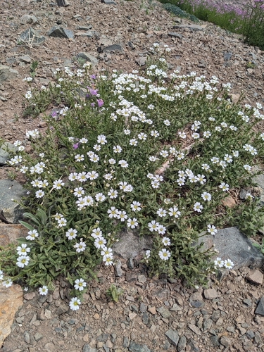 Dirvinė glažutė nuotrauka