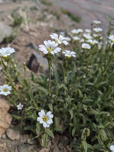 Dirvinė glažutė nuotrauka