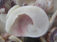 Sigapatella novaezelandiae