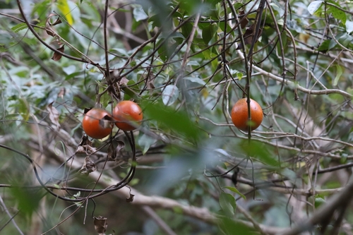 Image of Melodinus suaveolens by no rights reserved