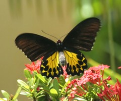 Troides helena cerberus