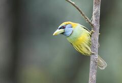 Versicolored Barbet photo 3