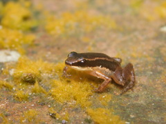 Colombian Niputidea Nurse Frog photo 2